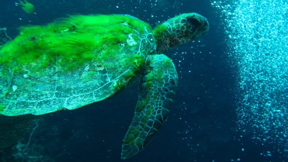 Dykarcertifikat PADI, Pacific Harbour, Fiji