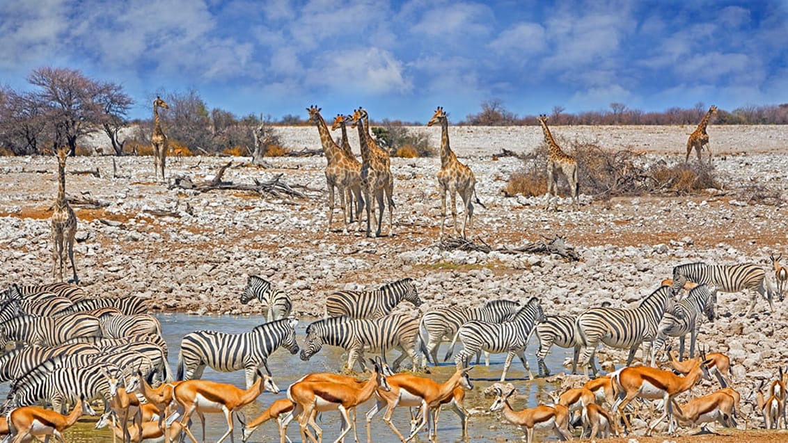 Etosha National Park, Namibia