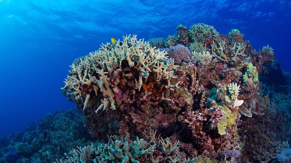 Great Barrier Reef, Australien