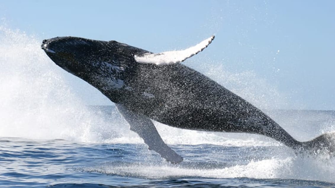 Humpback whale, Byron Bay, Australien