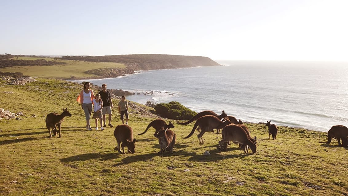 Kängurur och koalabjörnar på Kangaroo Island