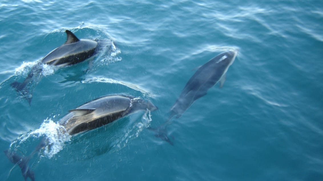 Kaikoura, Nya Zeeland