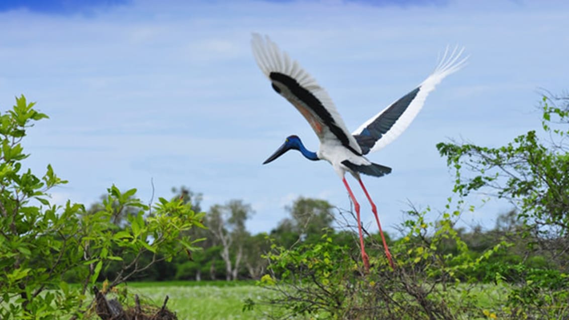 Kakadu National Park, Australien