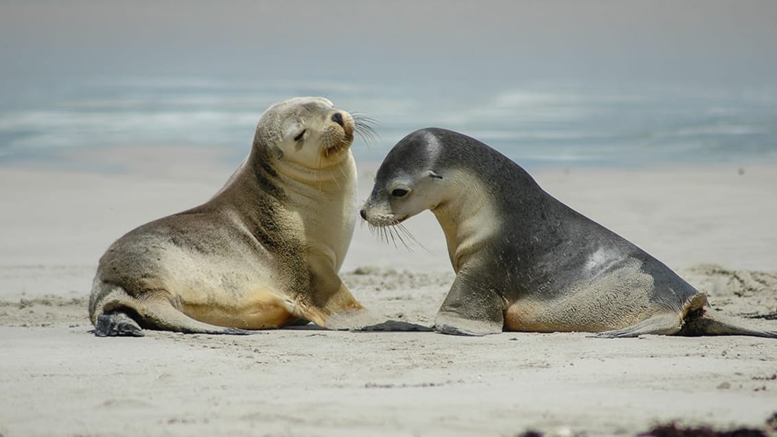 Kangaroo Island, Australien