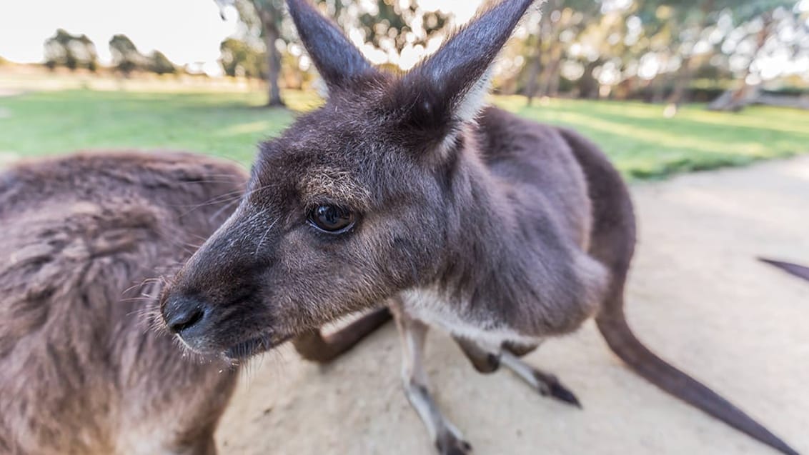 Kangaroo Island, Australien