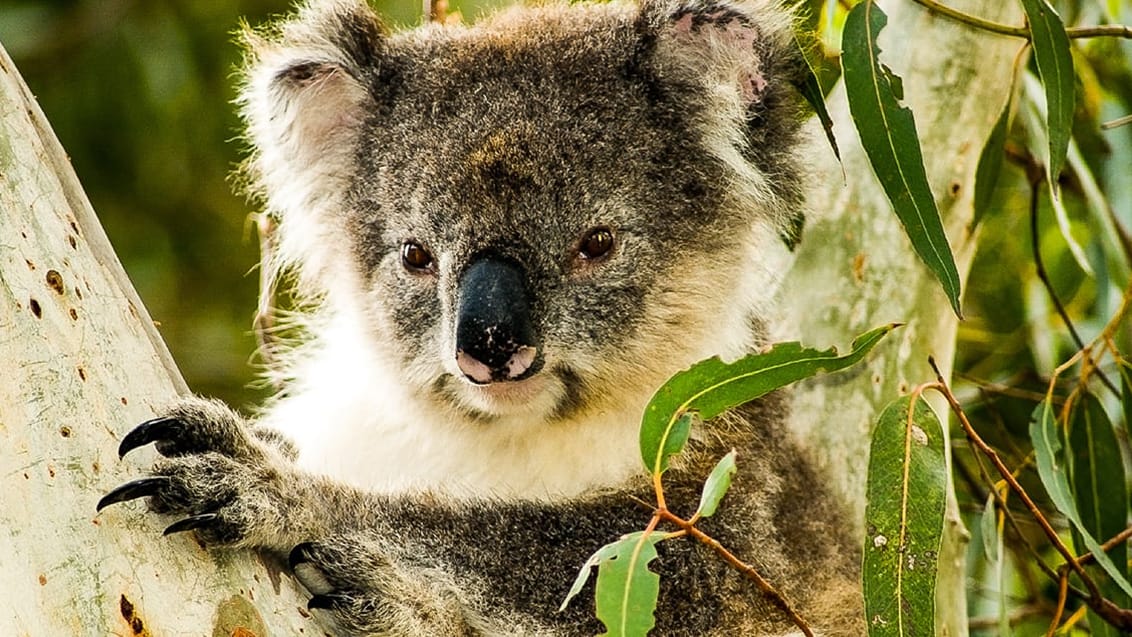 Kangaroo Island, Australien