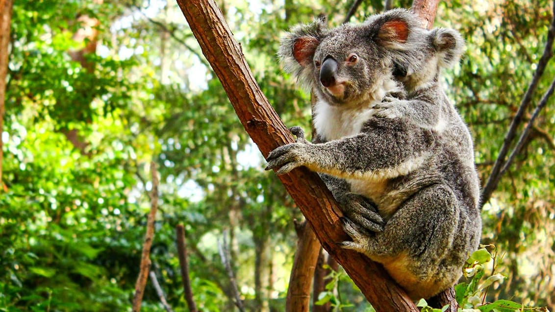 Kangaroo Island, Australien