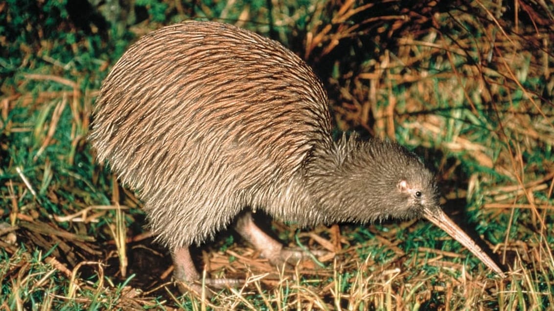 Kiwi, Nya Zeeland