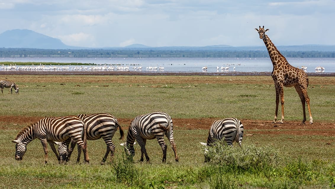 Lake Manyara, Tanzania