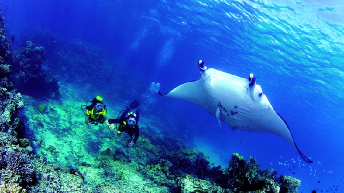 Manta rays, Tahiti, Franska Polynesien