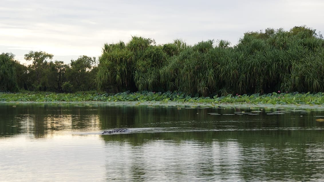 Mary River, Kakadu National Park, Australien