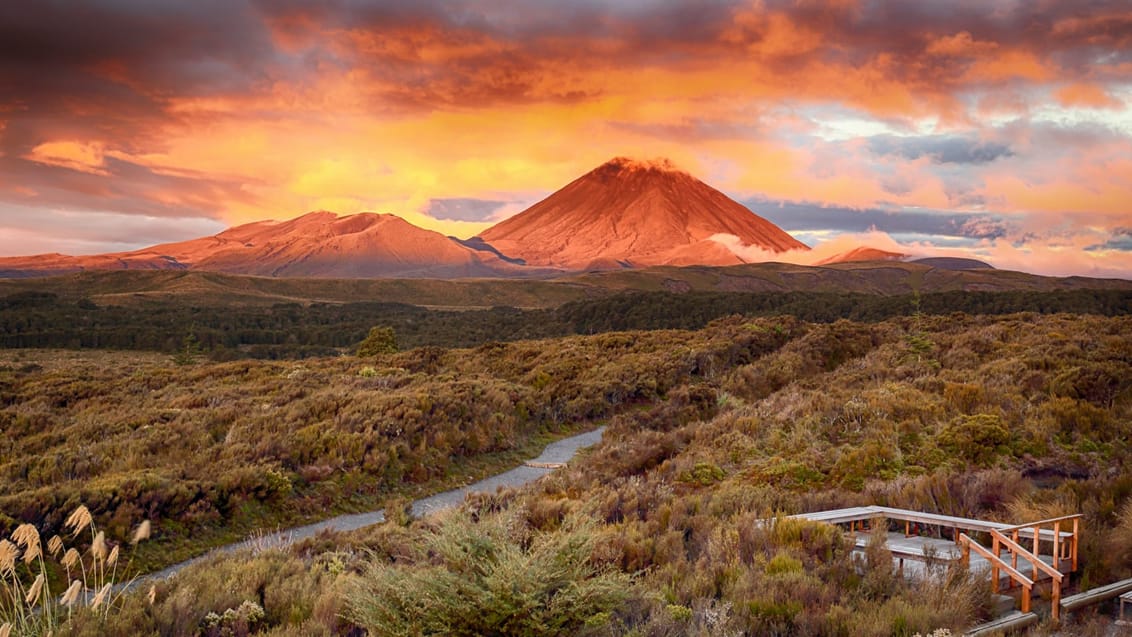 Mount Ngauruho, Nya Zeeland