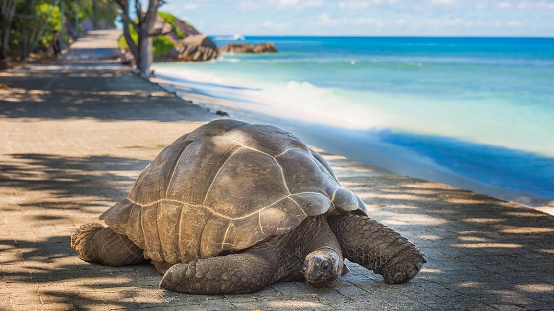 Praslin med vackra stränder, kokosnötter och sköldpaddor