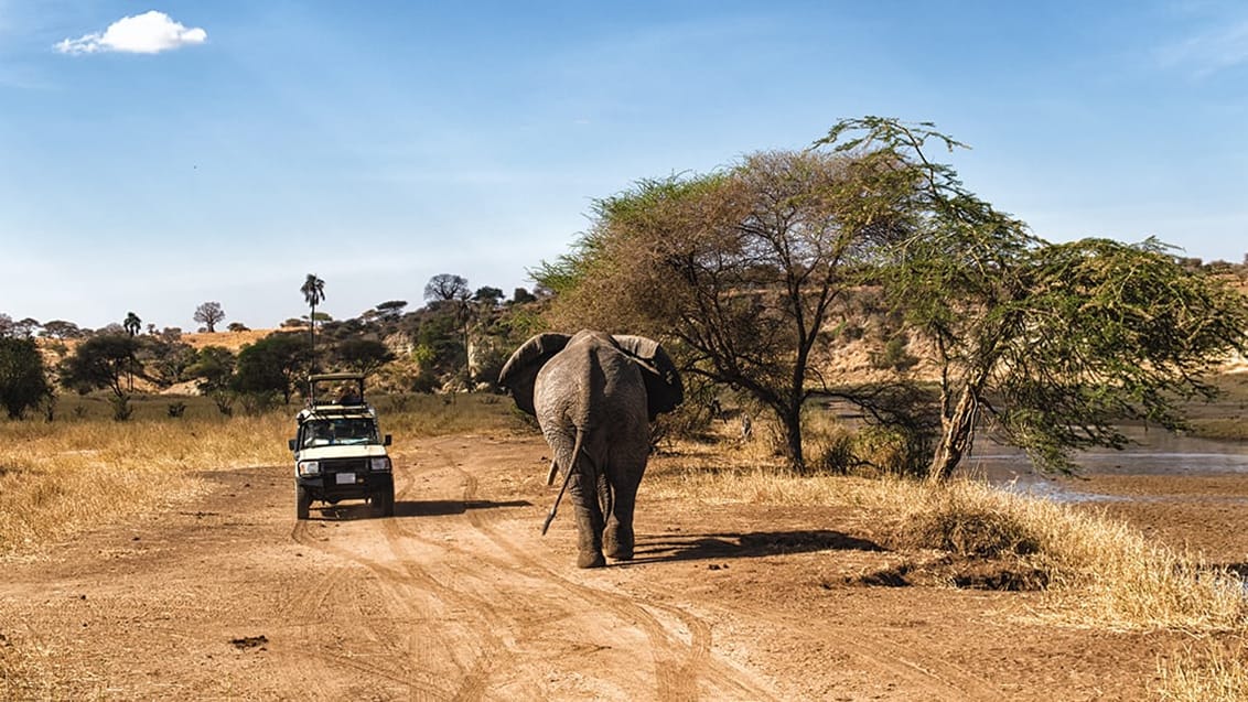 Safari i Serengeti National Park, Tanzania