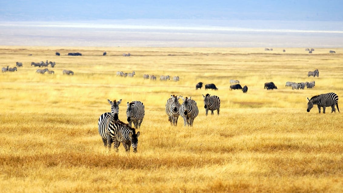 Safari i Serengeti National Park, Tanzania