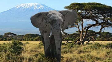 Safari vid Kilimanjaro och sand mellan tårna