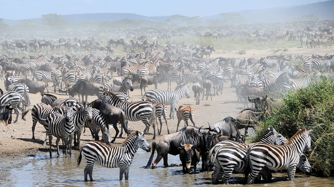 Serengeti, Tanzania