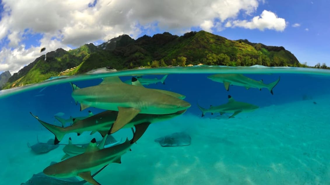 Snokling, Tahiti, Franska Polynesien