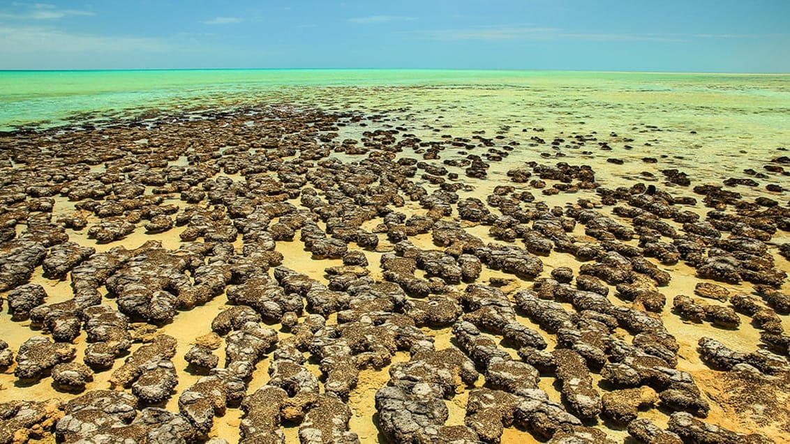 Stromatoliter, Australien