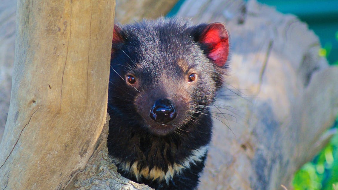 Tasmanian Devil, Tasmanien, Australien