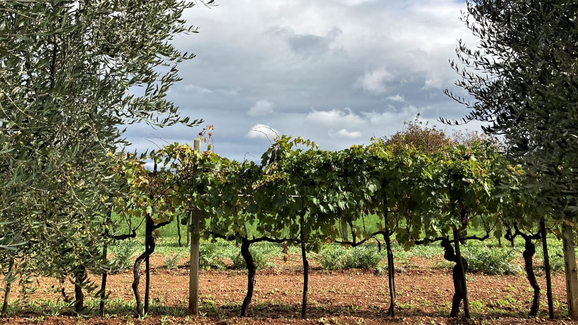 Vandring i Toskana - Via Francigena