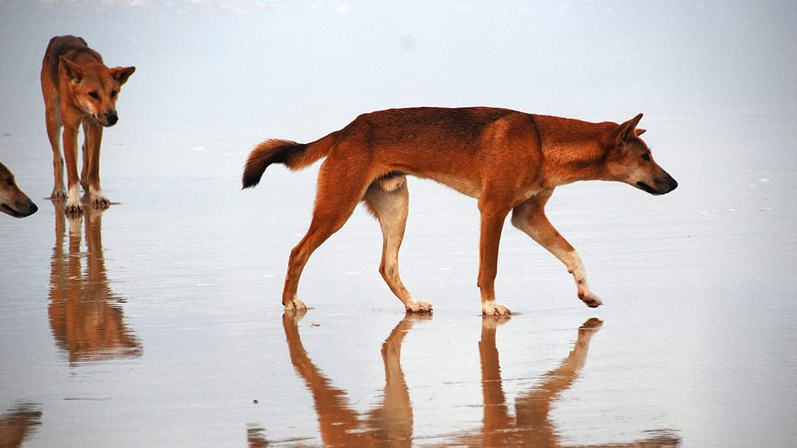 Vilda dingoes, Fraser Island, Australien