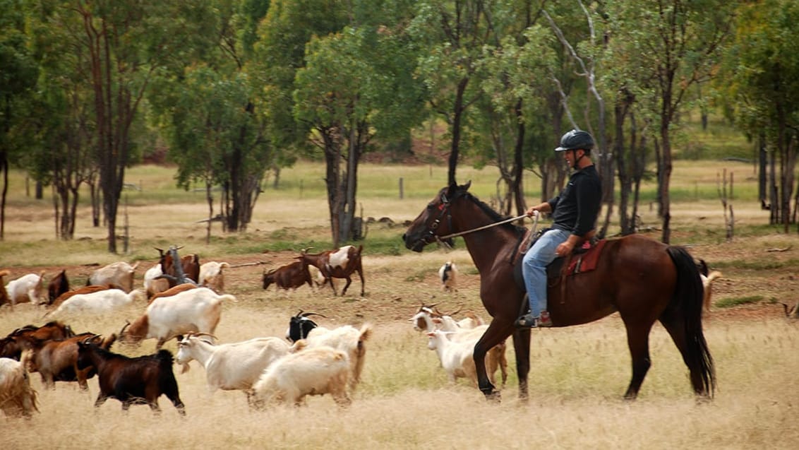 Working Holiday, Australien