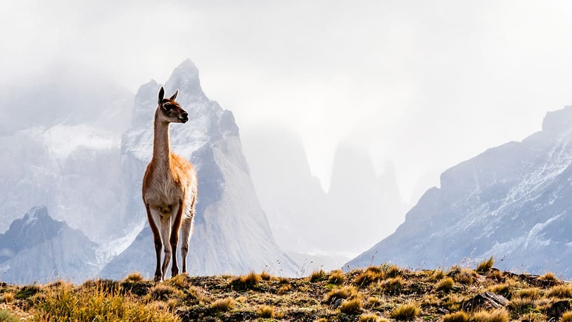 Alpaca i Patagonien i Argentina