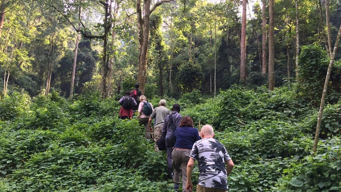 Bwindi National Park i Uganda