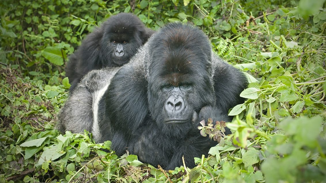 Bwindi National Park i Uganda