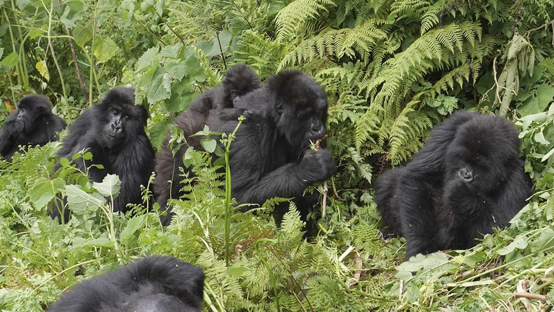 Bwindi National Park i Uganda