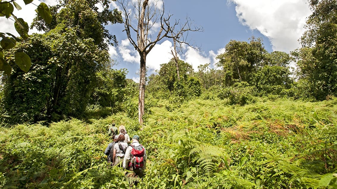 Bwindi National Park i Uganda