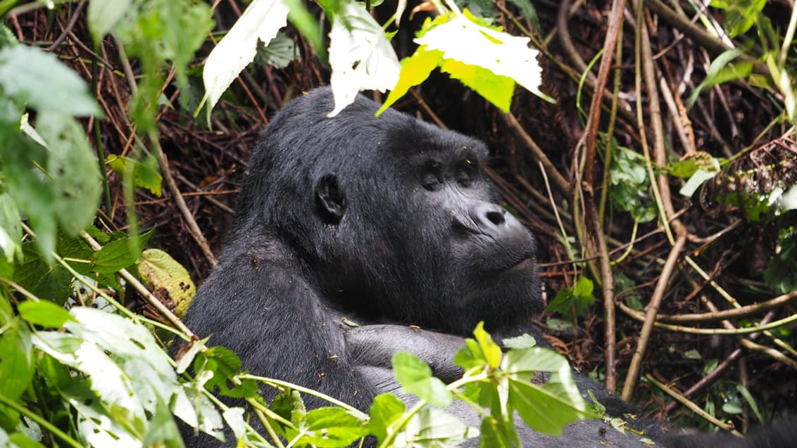 En majestätisk gorillahanne i Bwindi Impenetrable Forest Uganda