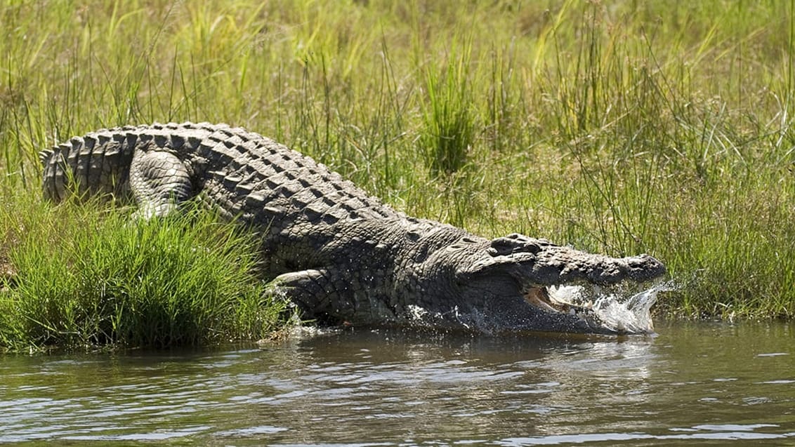 Kazinga river, Uganda