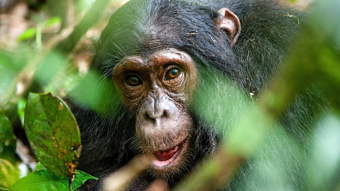 Kibale National Park i Uganda