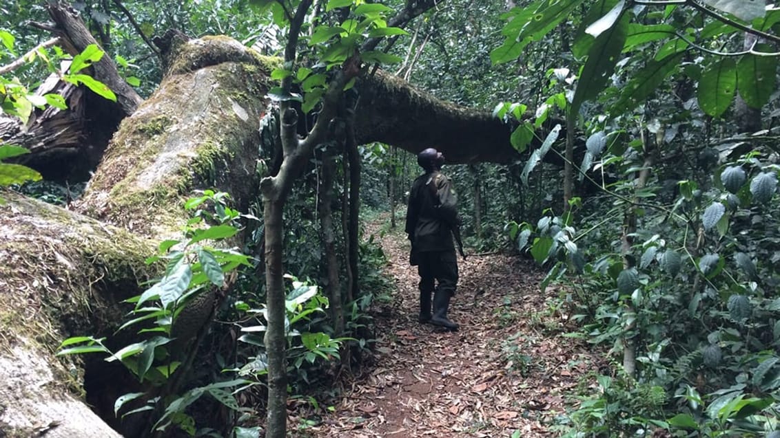 Kibale National Park i Uganda