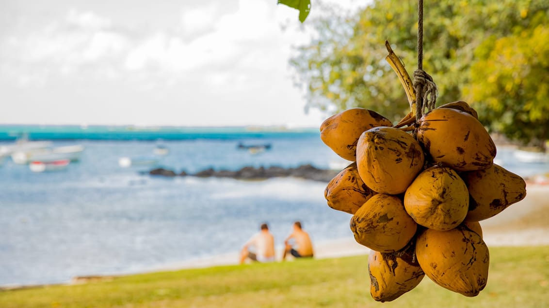 Kokosnötter på stranden