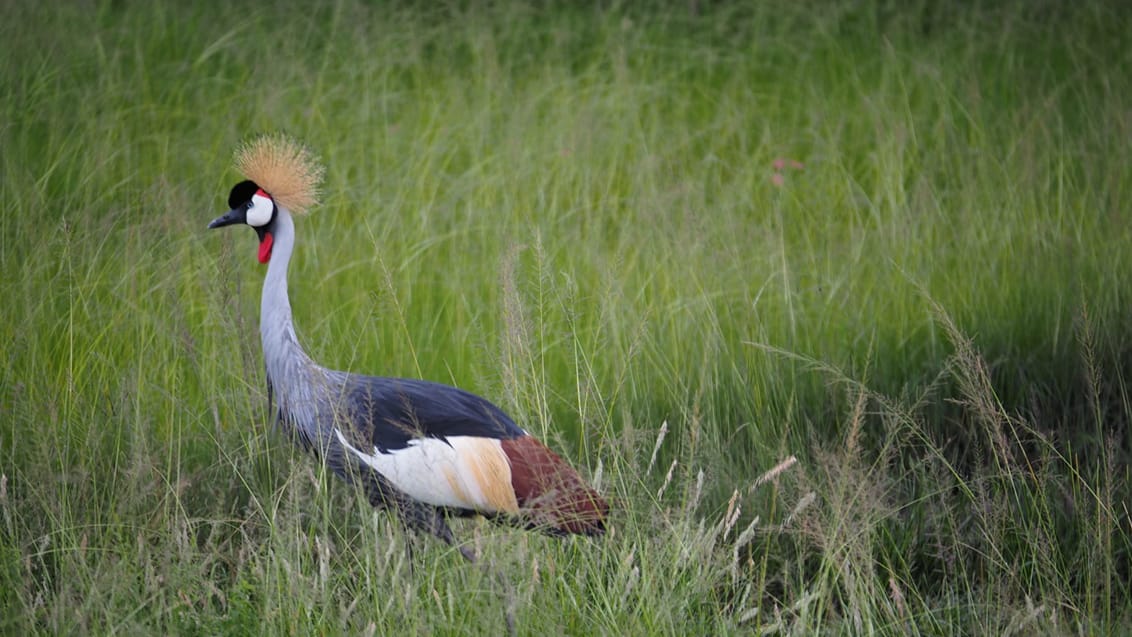 Krontrana - Ugandas nationalfågel