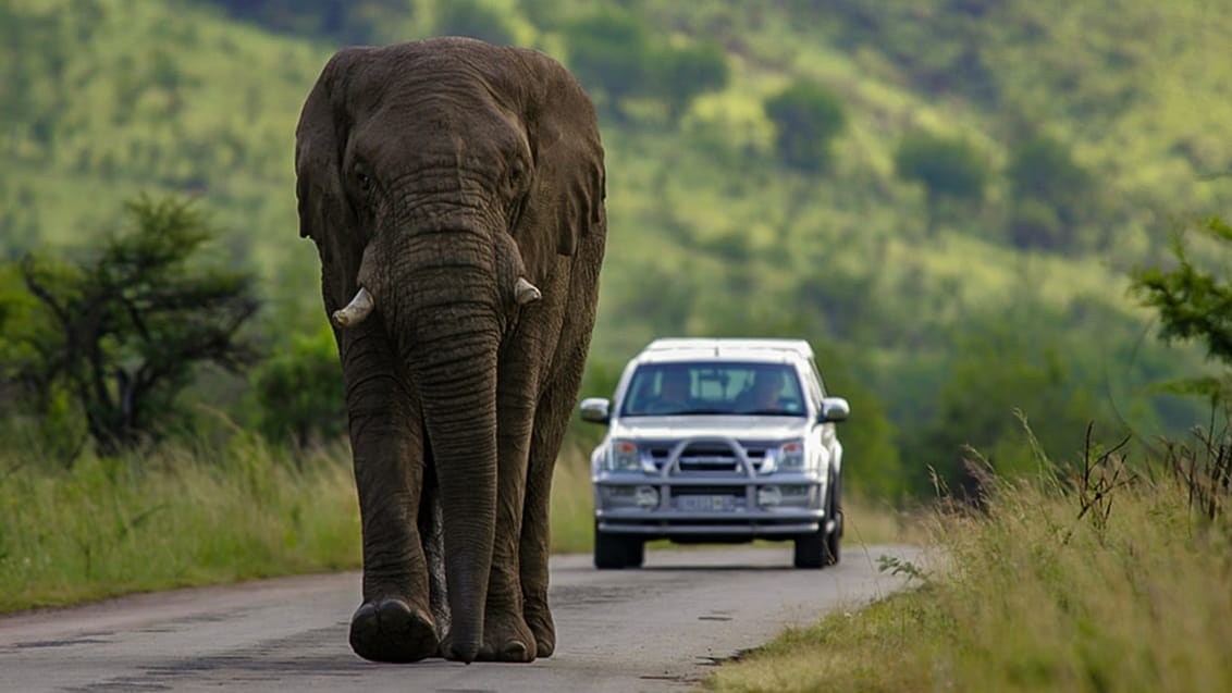 Kruger National Park, Sydafrika