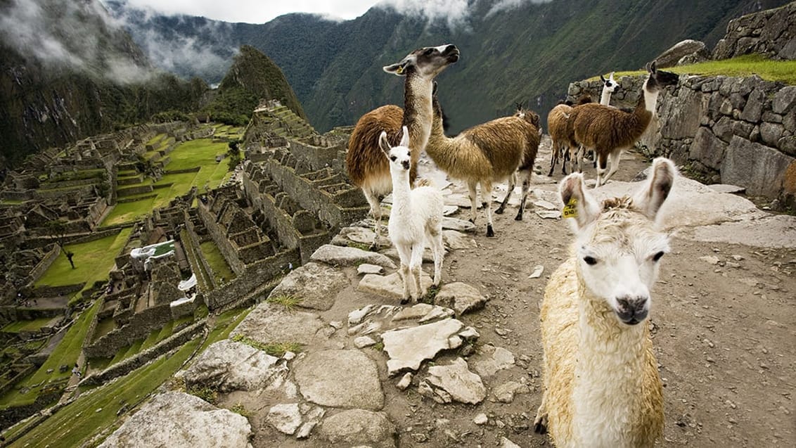 Lamor på Machu Picchu i Peru