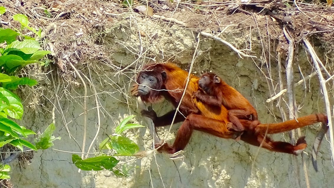 Manu National Park i Peru