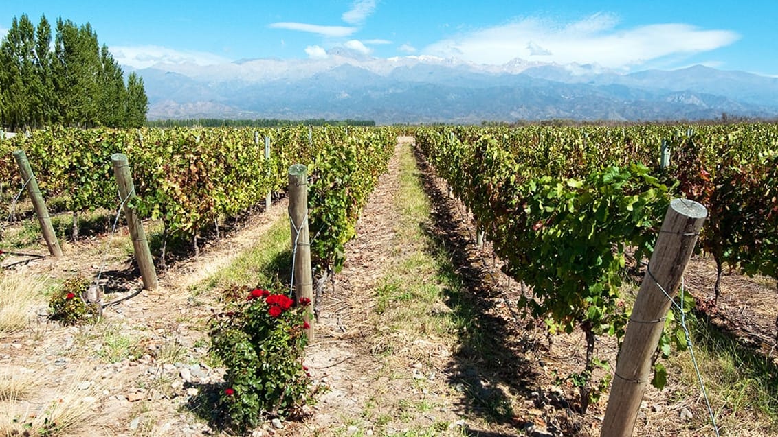 Mendoza i Argentina