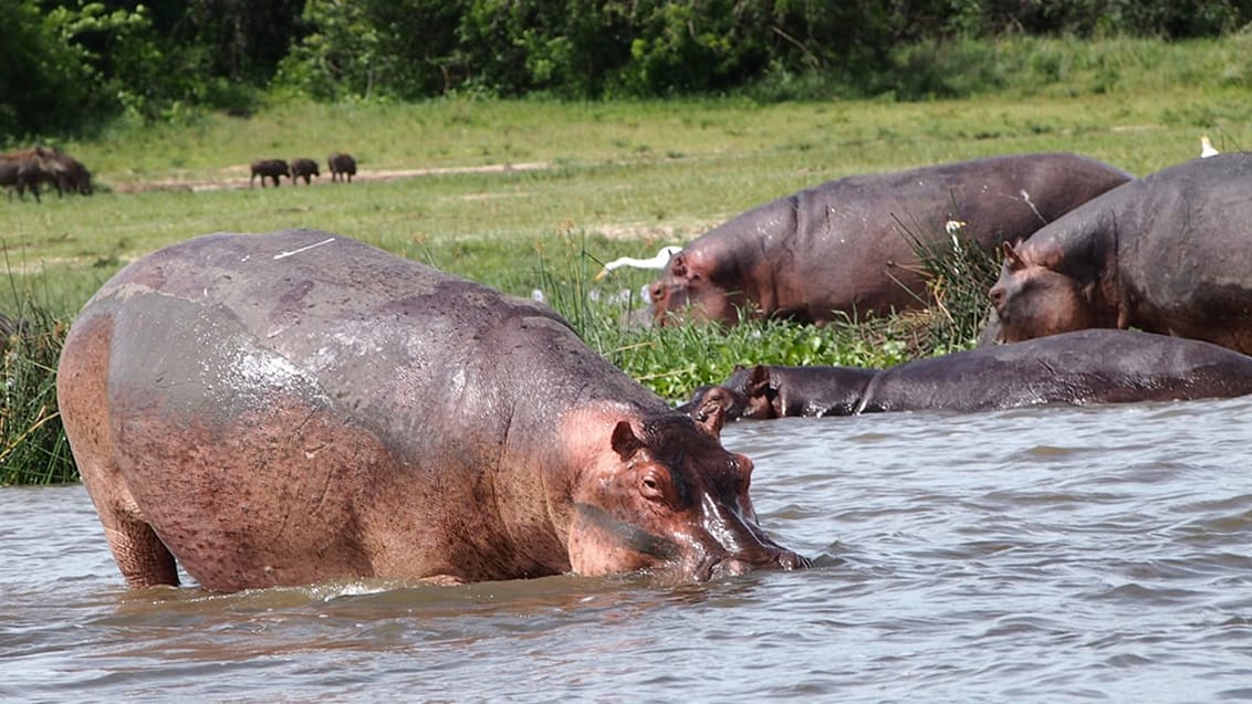 Murchison Falls National Park, Uganda