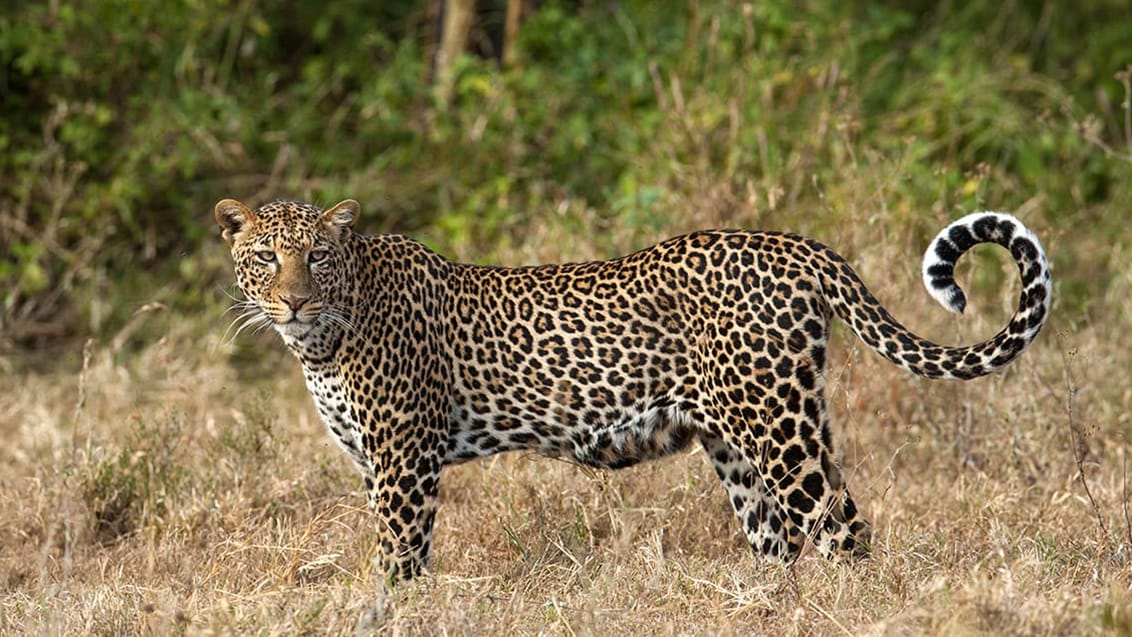 Murchison Falls National Park, Uganda