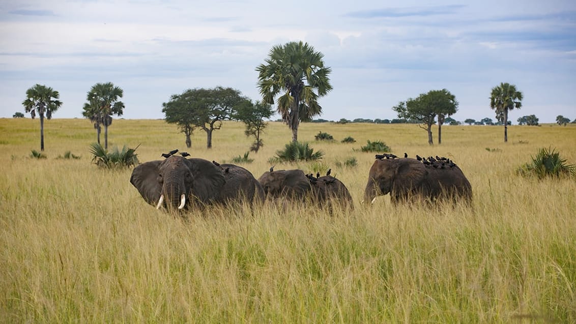 Murchison Falls National Park, Uganda