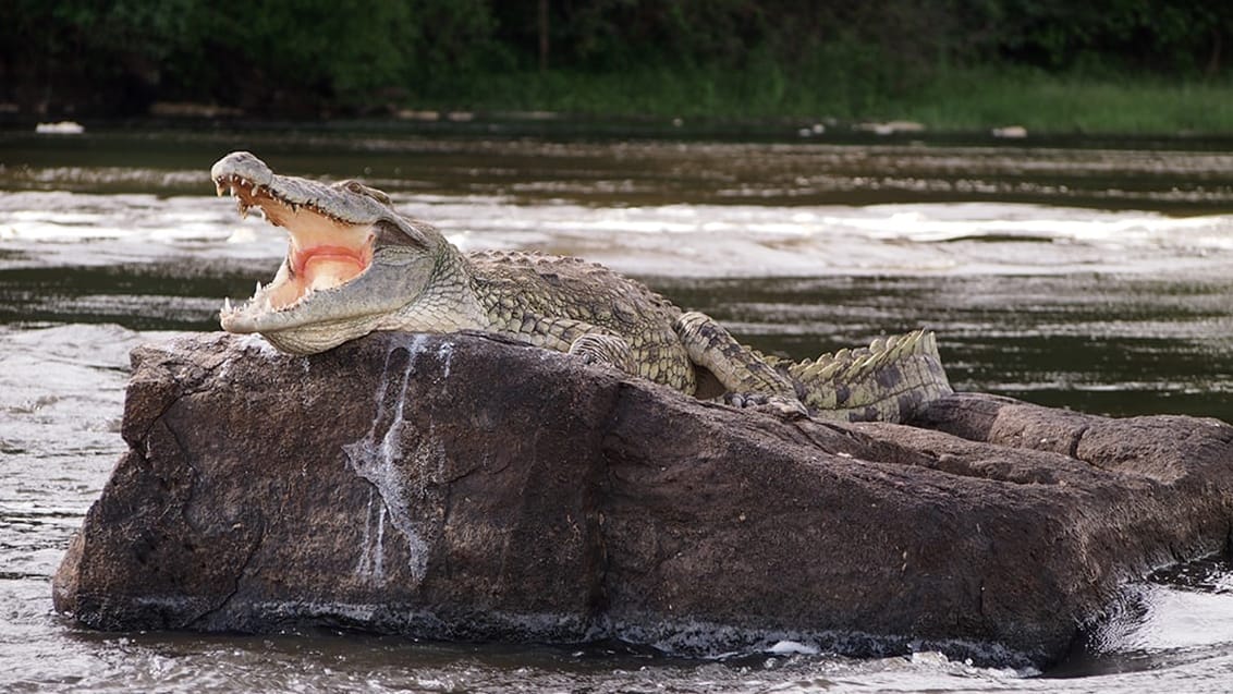 Murchison Falls National Park, Uganda