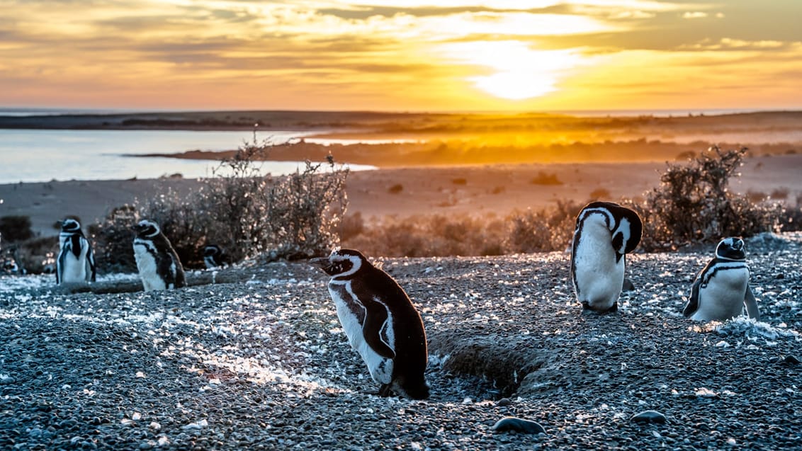 Puerto Madryn i Argentina