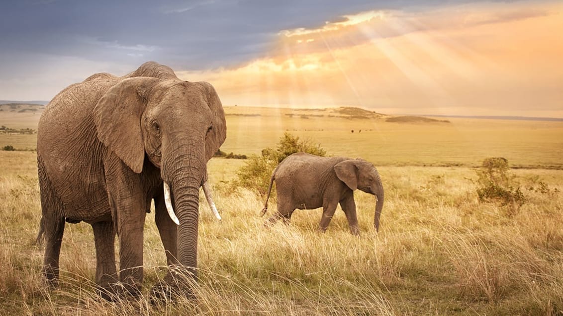 Queen Elizabeth National Park, Uganda