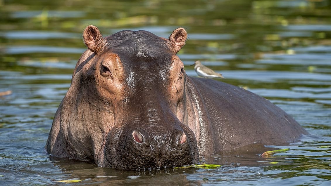 Queen Elizabeth National Park, Uganda