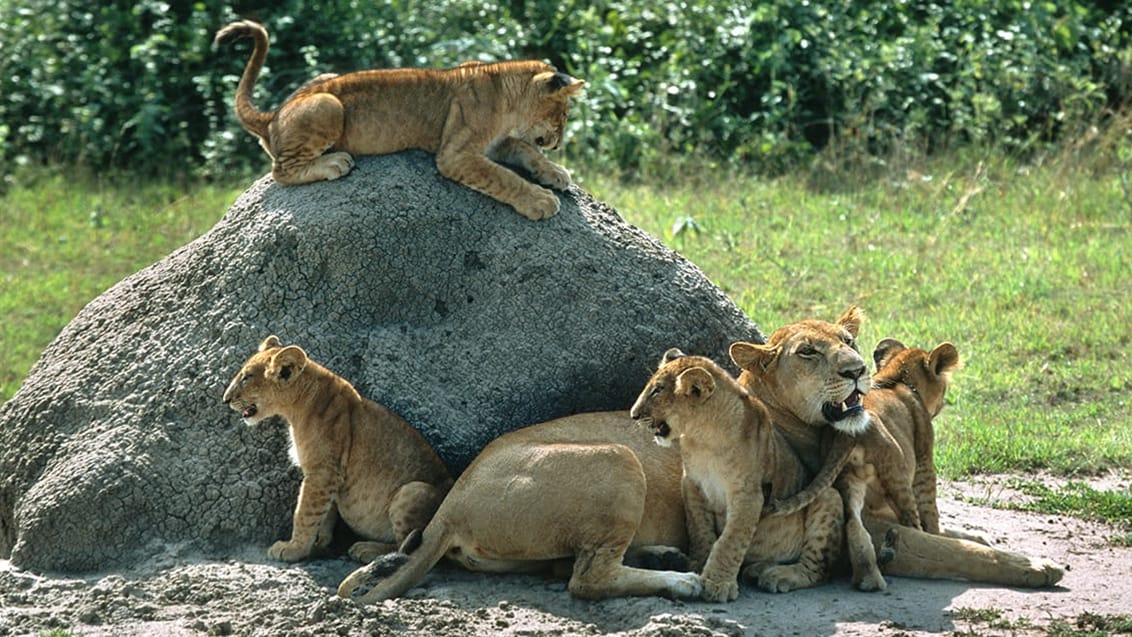 Queen Elizabeth National Park, Uganda